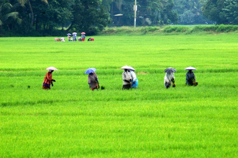KERALA HILLS & BACKWATERS - 5 NIGHTS / 6 DAYS - Arrival & Transfer