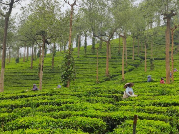 KERALA HILLS & BACKWATERS - 5 NIGHTS / 6 DAYS - Houseboat Cruise