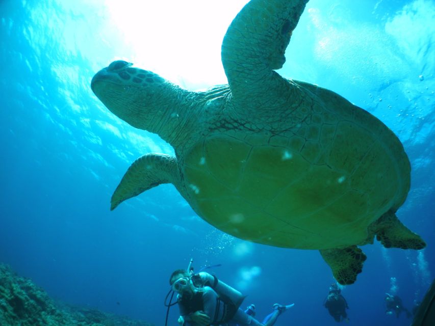 Kerama Islands National Park 2 Boat Fan Diving (With Rental) - Highlights