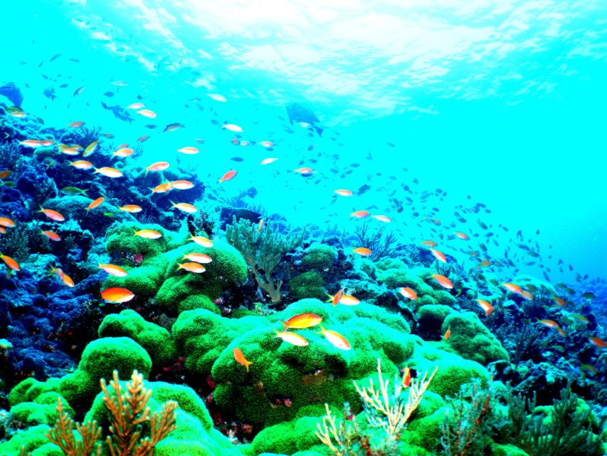Kerama Islands National Park 2 Boat Fan Diving (With Rental) - Inclusions