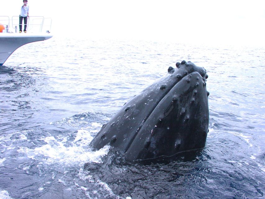 Kerama Islands National Park 2 Boat Fan Diving (With Rental) - Guided Tour and Scuba Diving