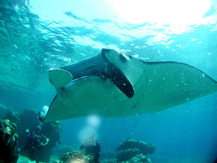 Kerama Islands National Park 2 Boat Fan Diving (With Rental) - Whale Watching Service