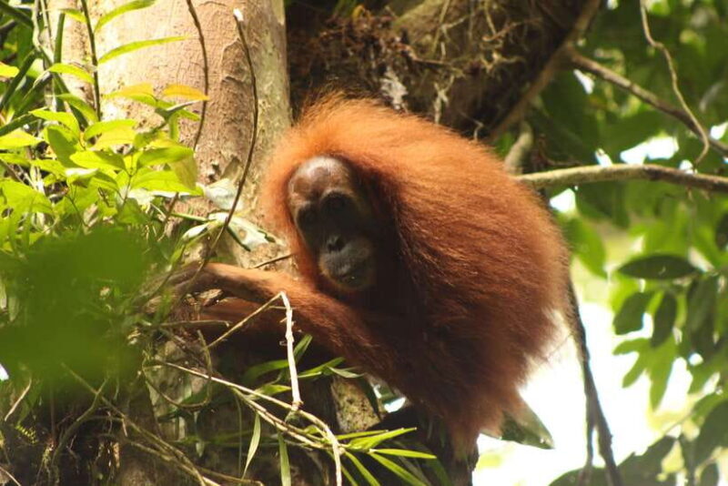 Ketambe Sumatra Jungle Trekking and Rafting - Key Points