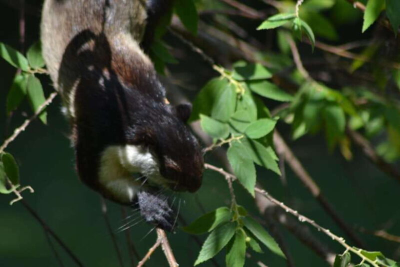 Ketambe Sumatra Jungle Trekking and Rafting - An In-Depth Look at the Ketambe Adventure