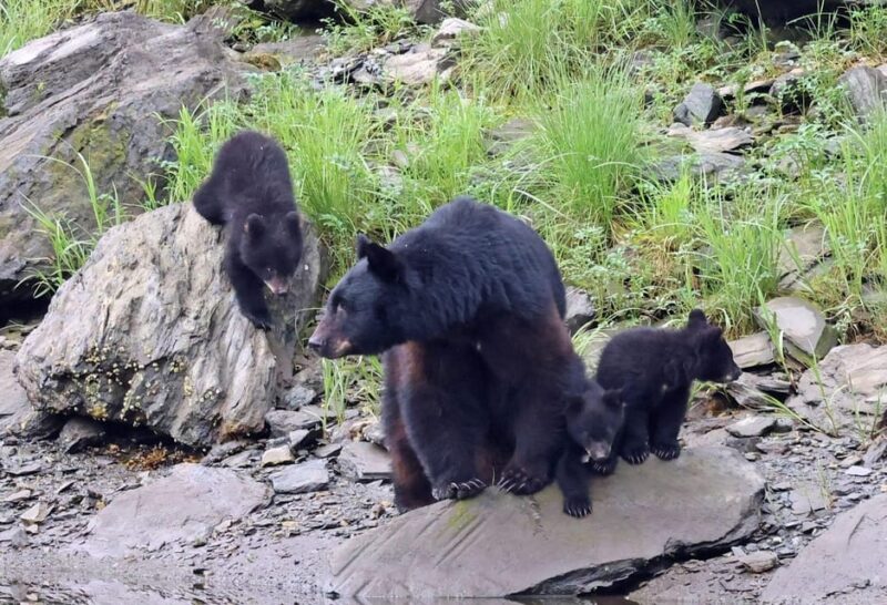 Ketchikan: Alaska Native Cultural and Scenic Shore Excursion - Pricing and Availability