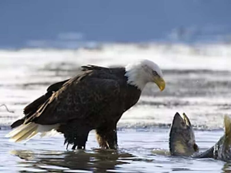 Ketchikan: E-Bike and Hike Tour - What to Prepare and Consider