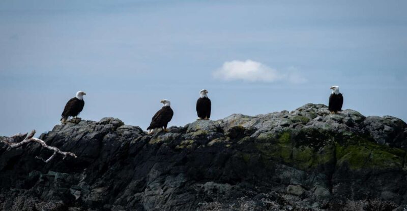 Ketchikan: Lighthouse, Totems & Eagles Excursion - An Honest Breakdown of the Tour