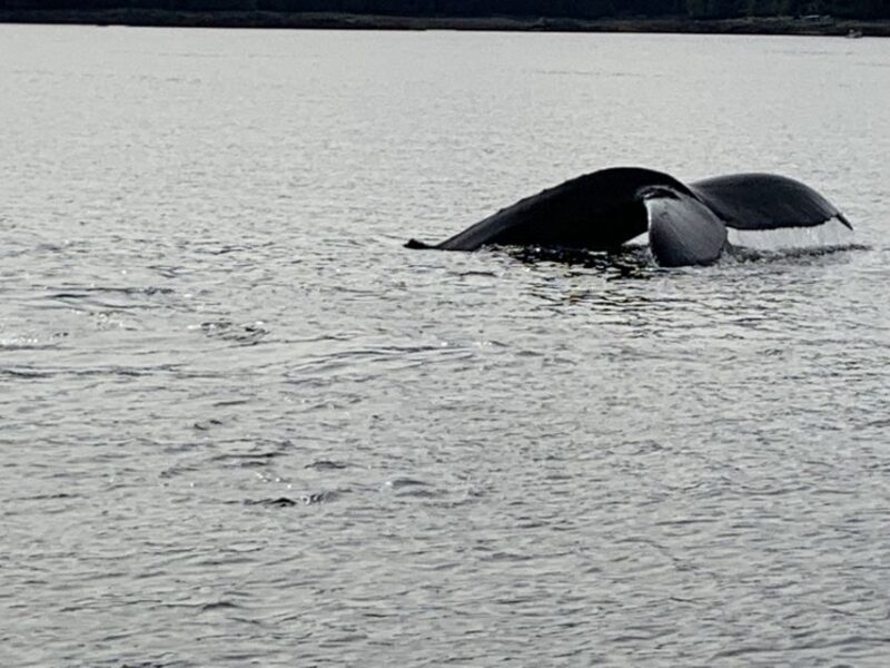 Ketchikan: Marine Wildlife and Whale Watching Boat Tour - A Closer Look at the Experience