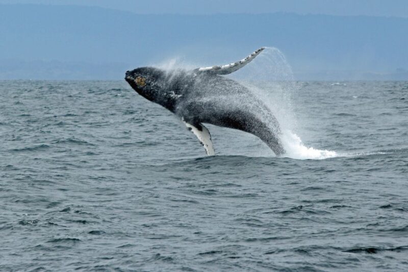 Ketchikan: Marine Wildlife and Whale Watching Boat Tour - The Sum Up