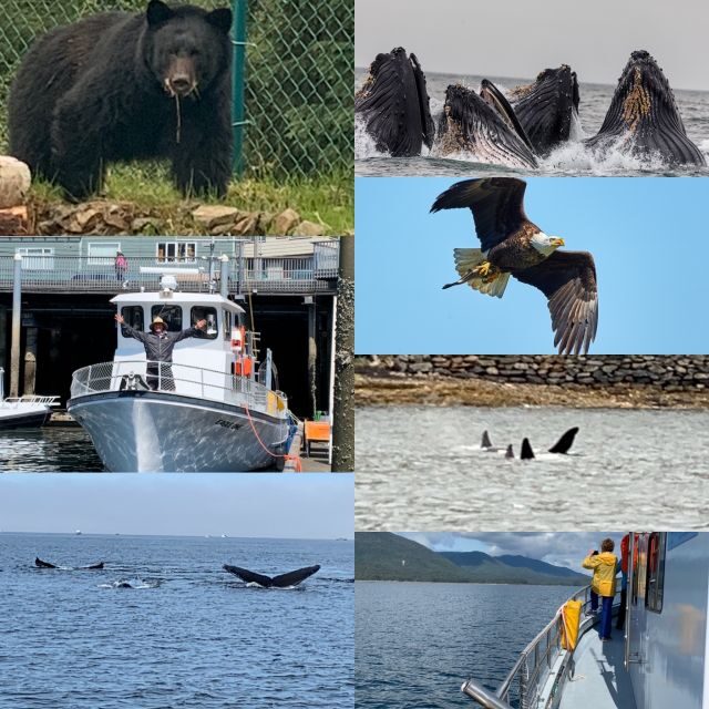 Ketchikan: Marine Wildlife and Whale Watching Boat Tour - FAQ