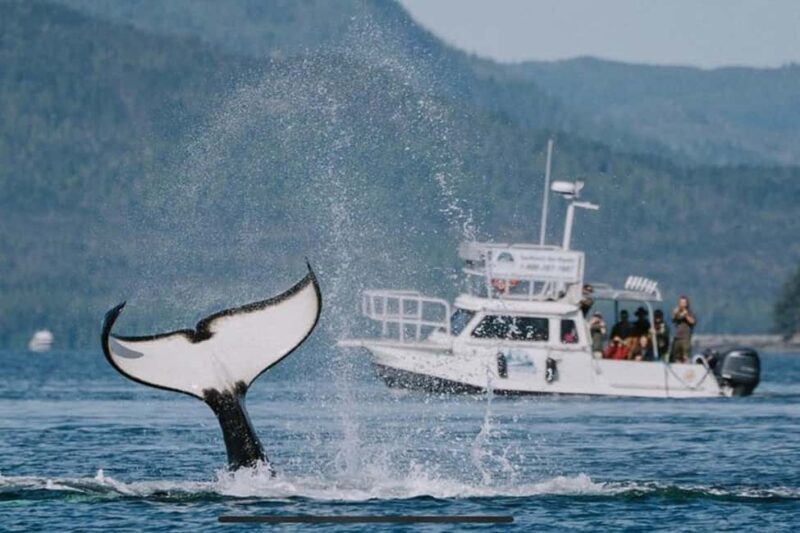 Ketchikan: Orca Cove Fast Boat and Sea Kayak Tour - Authentic Experiences That Stand Out
