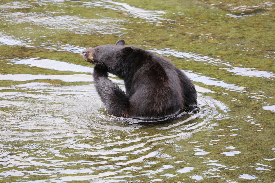 Ketchikan: Potlatch Park, City and Wildlife Private Van Tour - Tour Duration