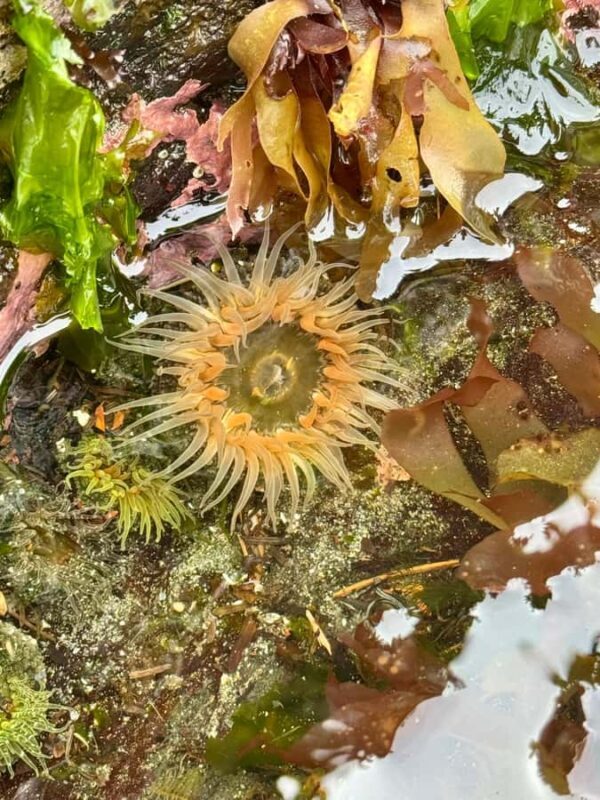 Ketchikan: Private Tours suitable for all ages! - Marine Life and Tide Pools: An Undersea World