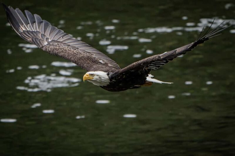 Ketchikan: Private Tours suitable for all ages! - Cultural Insights at Herring Bay Village