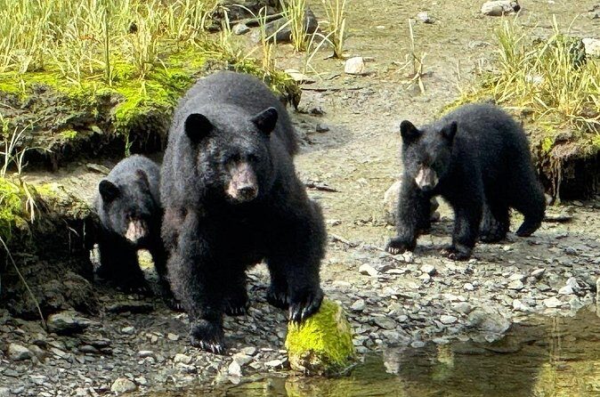 Ketchikan Rainforest Adventure Nature & Wildlife Tour - The Sum Up