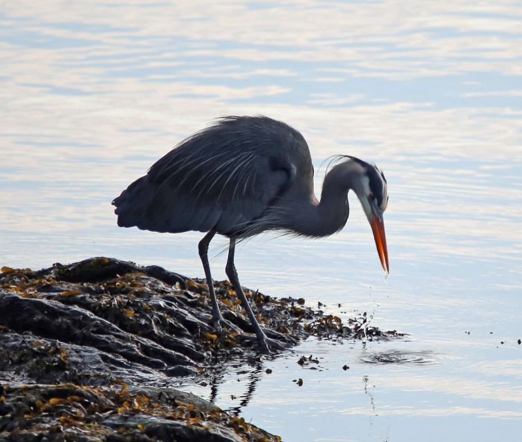 Ketchikan: Totem Pole, Wildlife & City Trolley Tour - Key Points