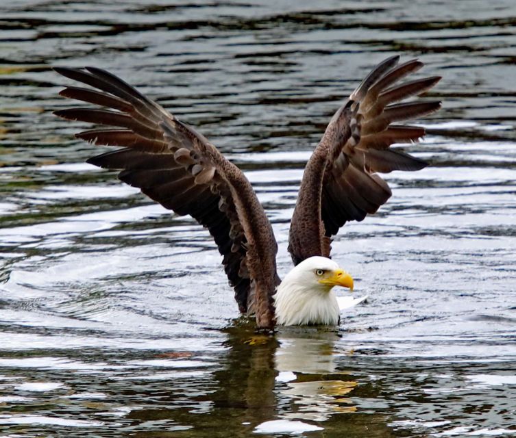 Ketchikan: Totem Pole, Wildlife & City Trolley Tour - Tour Duration