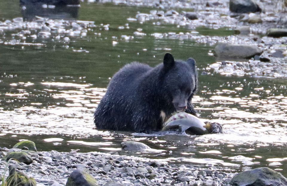 Ketchikan: Totem Pole, Wildlife & City Trolley Tour - Live Tour Guide