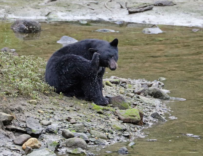Ketchikan: Totem Pole, Wildlife & City Trolley Tour - Frequently Asked Questions
