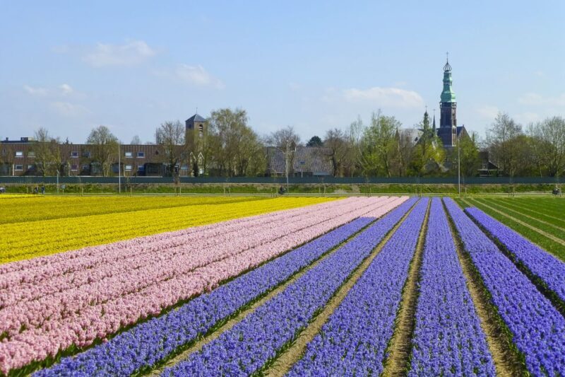 Keukenhof: Flower Fields Small-Group Cultural Bike Tour - The Experience in Detail