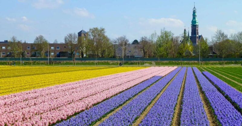 Keukenhof: Flower Fields Small-Group Cultural Bike Tour - The Sum Up: Who Should Book This Tour?