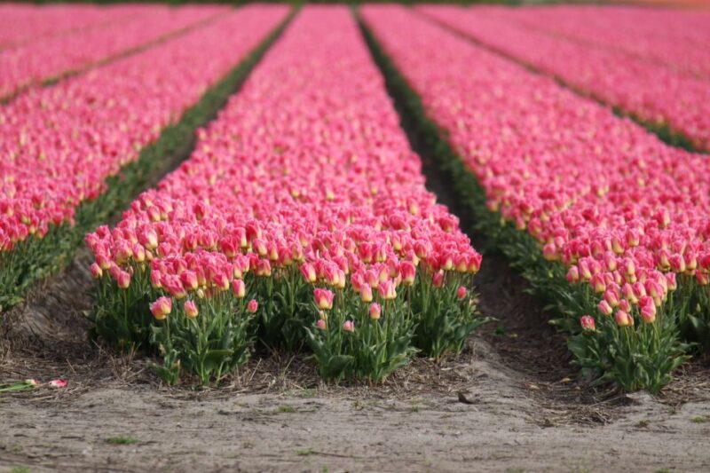 Keukenhof: Flower Fields Small-Group Cultural Bike Tour - Good To Know