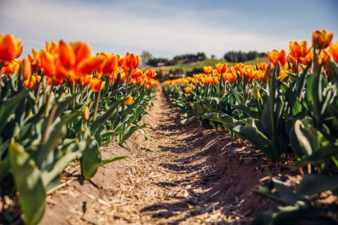 Keukenhof: Flower Fields Small-Group Cultural Bike Tour - Customer Ratings and Feedback
