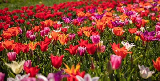 Keukenhof: Flower Fields Small-Group Cultural Bike Tour - Tips for a Great Tour