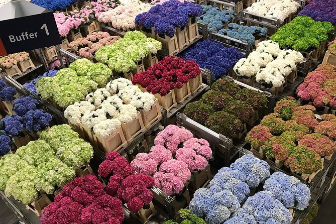 Keukenhof Private Floral Tour from Amsterdam - The Sum Up