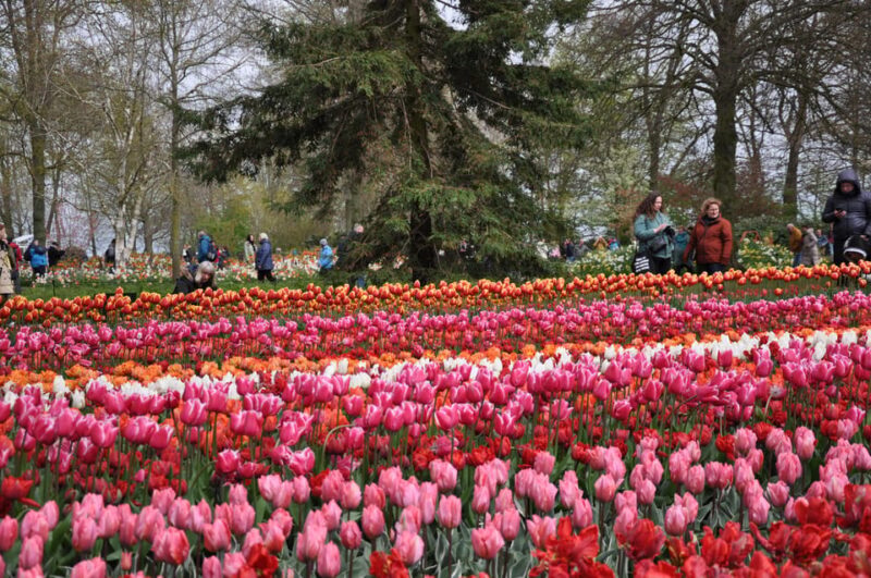 Keukenhof: Private Tulip & Windmill tour with cheese tasting - Why Choose This Tour? An Honest Breakdown
