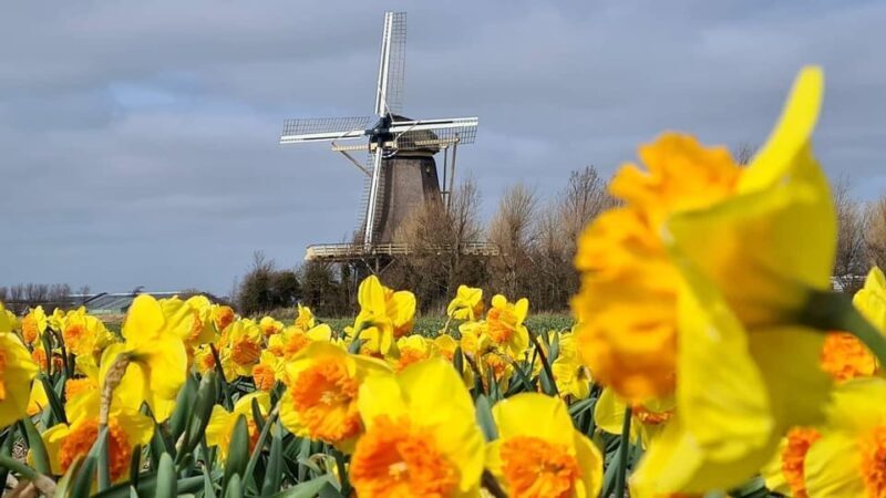 Keukenhof: Private Tulip & Windmill tour with cheese tasting - The Sum Up: Is This Tour Right for You?
