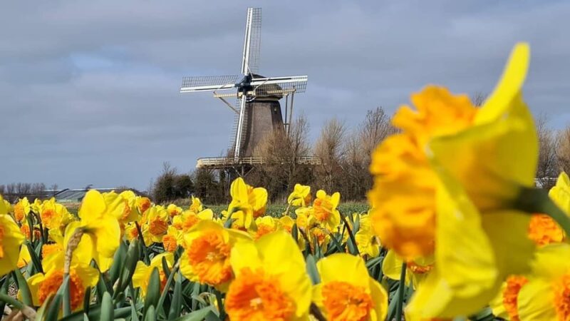 Keukenhof: Private Tulip & Windmill Tour With Cheese Tasting - Included Features