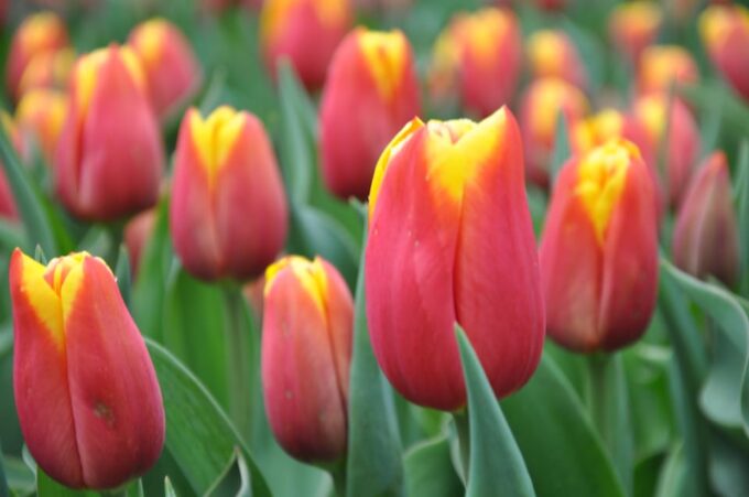 Keukenhof: Private Tulip & Windmill Tour With Cheese Tasting - Tips for Your Visit