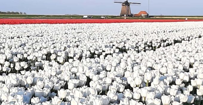 Keukenhof: Private Tulip & Windmill Tour With Cheese Tasting - Frequently Asked Questions