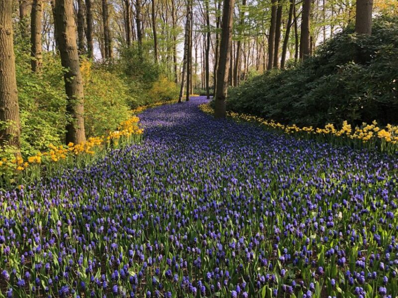 Keukenhof, Tulip Farm, Flower Fields & Windmills - Tour Itinerary Highlights