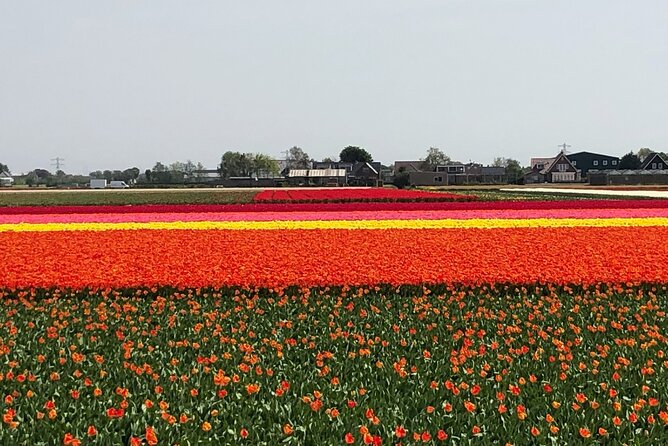 Keukenhof, Tulip Farm, Flower Fields & Zaanse Schans Windmills - Ask Away