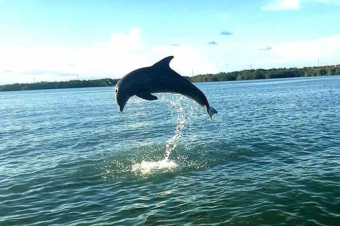 Key Largo Mangrove Private Eco-Tours - A Closer Look at the Tour Experience