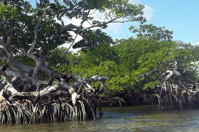 Key Largo Mangrove Private Eco-Tours - FAQs