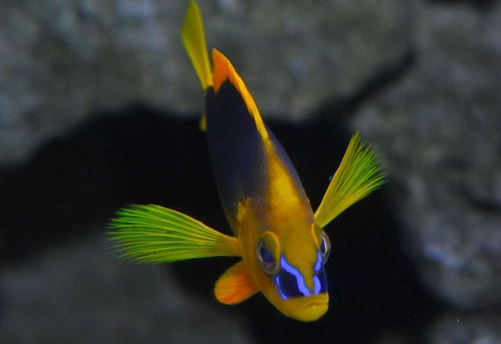 Key West Aquarium Tickets - Touch Tank Experiences