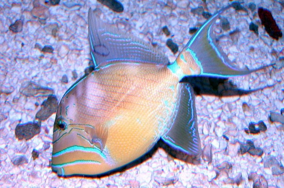 Key West Aquarium Tickets - Customer Reviews and Ratings