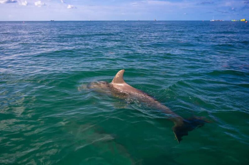 Key West Dolphin & Snorkel Tour - Small Group - Setting The Scene: How the Tour Unfolds