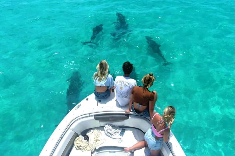 Key West Dolphin & Snorkel Tour - Small Group - What Makes This Tour Stand Out?