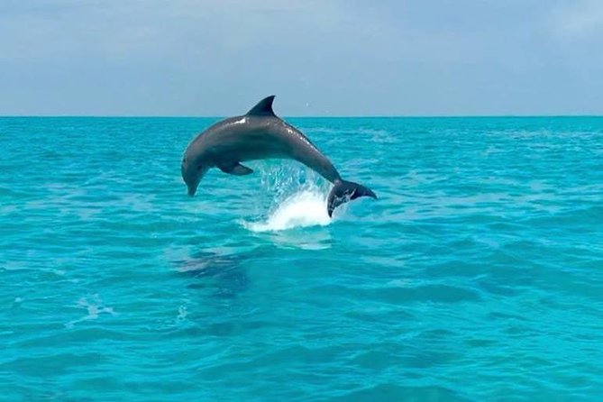Key West Dolphin Watch and Snorkel Cruise - Frequently Asked Questions