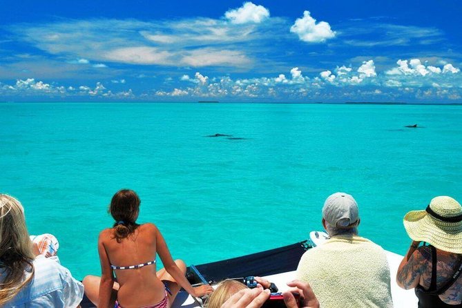Key West Dolphin Watch and Snorkel Cruise - Recap