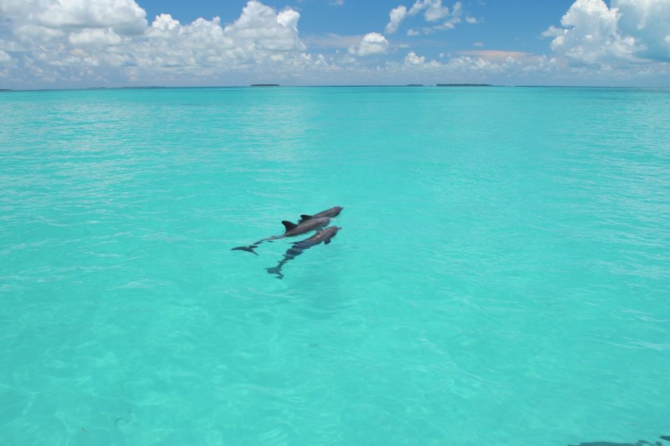Key West: Dolphin Watching and Snorkeling Eco Cruise Tour - Snorkeling in the Keys