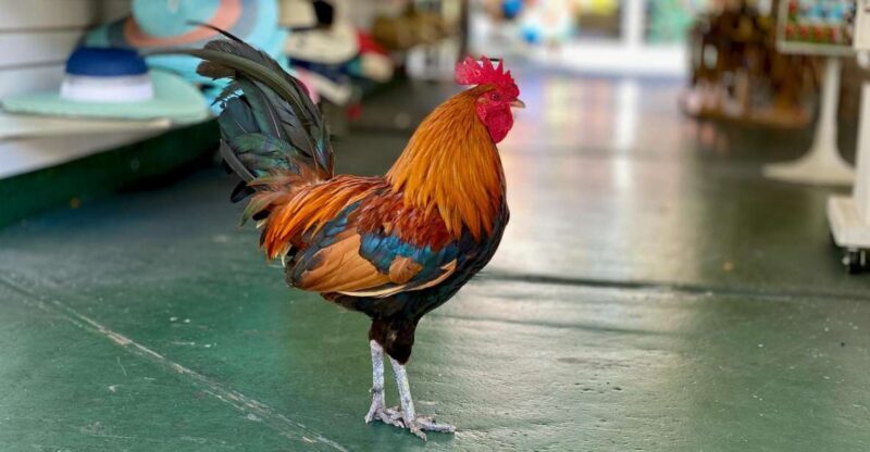 Key West: Secret Walking Food Tour - Who Is This Tour Best For?