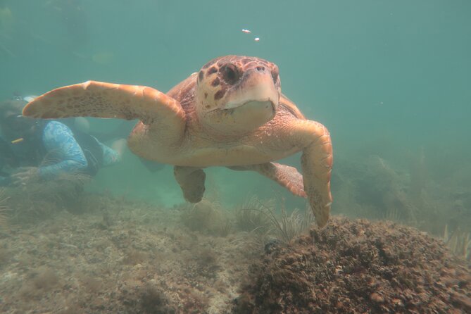 Key West SNUBA Experience - Meeting and Pickup