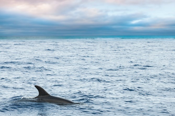 Key West Sunset Sail: Dolphin Watching, Wine, and Tapas - Catamaran Experience