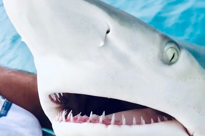 Key Wests Ultimate Inshore Shark Fishing Experience - Key West’s Ultimate Inshore Shark Fishing Experience: An In-Depth Review