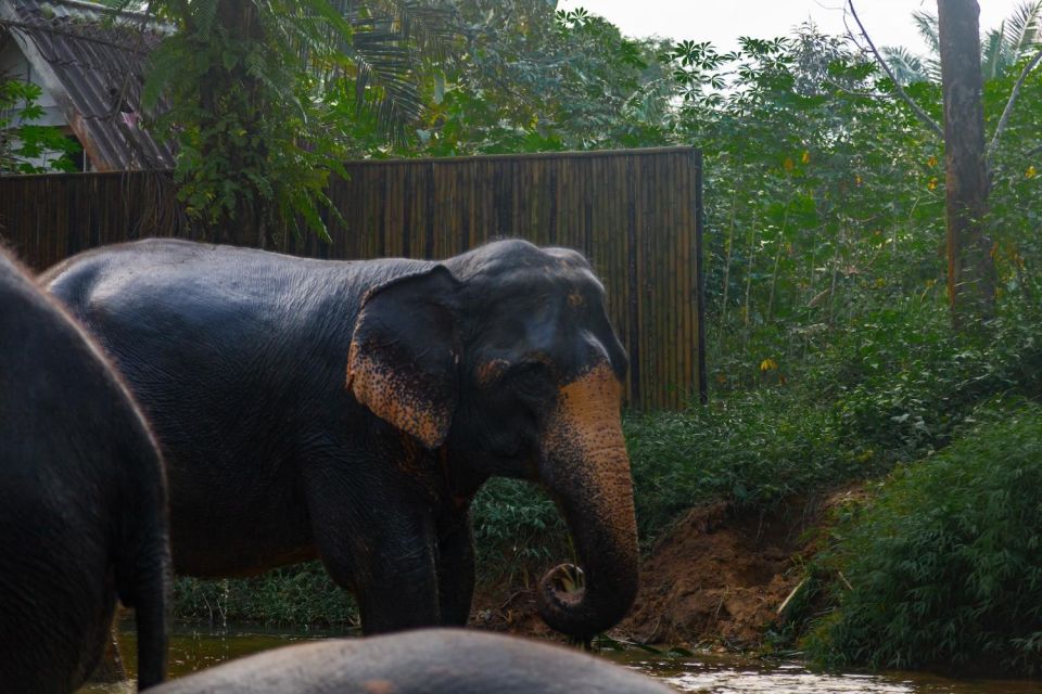 Khao Lak: 1-Hour Elephant Sanctuary Eco-Journey With Shuttle - Interacting With Elephants